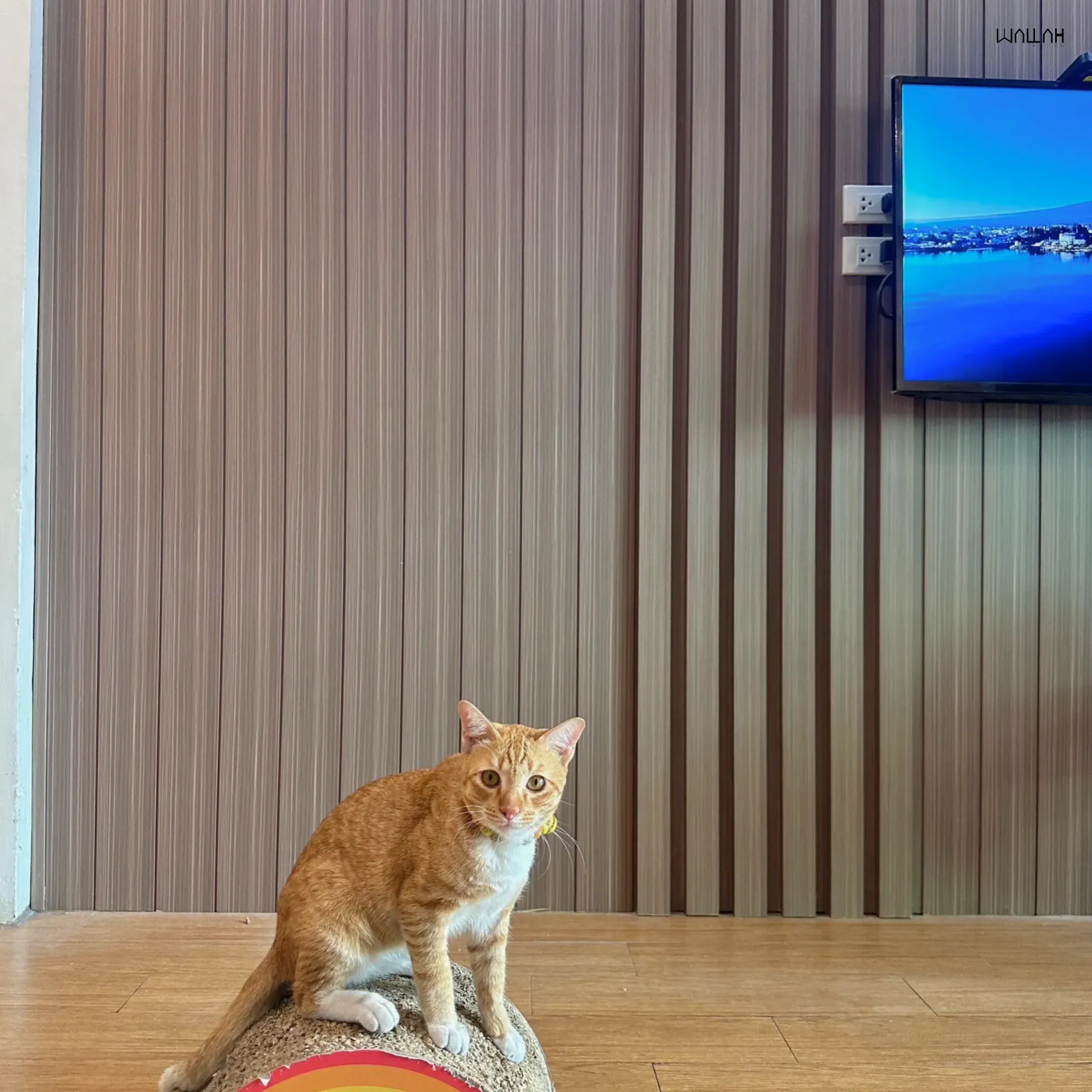 Wallah Brand แผ่นผนังลายไม้ ไม้ระแนงตกแต่งผนัง WPC ผนังตกแต่งภายใน